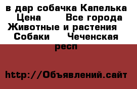 в дар собачка Капелька › Цена ­ 1 - Все города Животные и растения » Собаки   . Чеченская респ.